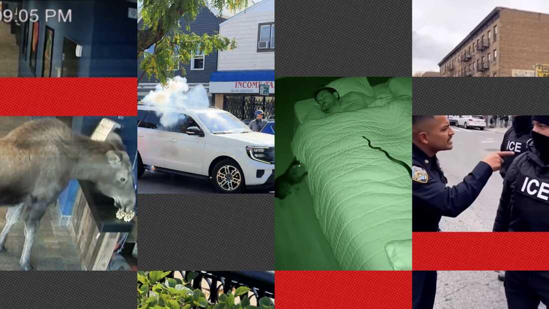 A collage of screenshots showing a mix of videos, some that are AI-generated and some that are real, including a moose eating popcorn, a car with a cloud of smoke, a cat looking at a snake crawling on a man in bed and a police officer pointing at ICE agents.