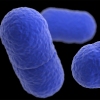An illustration of Listeria monocytogenes bacteria.