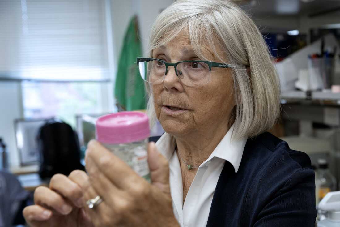 Joan Brugge holds some samples of breast tissue that are in a jar with a pink plastic lid.