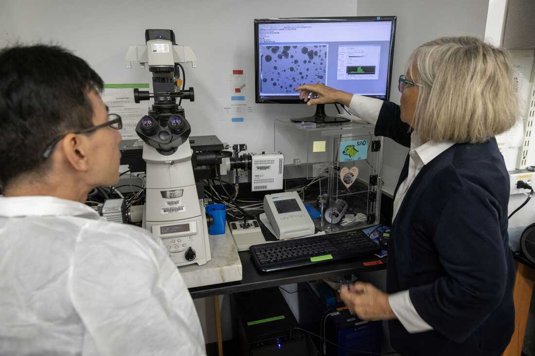Standing in front of a computer monitor and pointing to a medical image on its screen, Joan Brugge discusses an image from a gene-testing experiment with a colleague at her lab at Harvard Medical School. The colleague is standing on the left side of the frame and is wearing a white lab coat.
