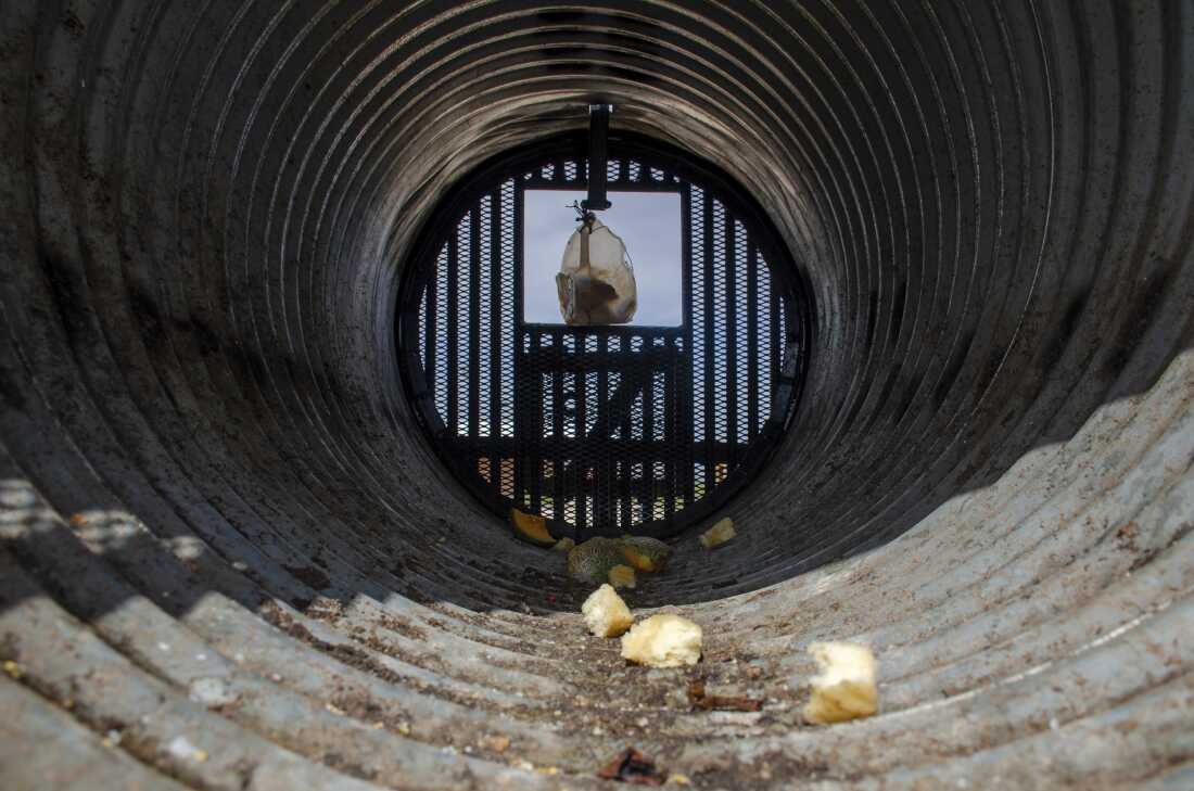 Inside an eight-foot steel trap, researcher Matt Hewitt has sprinkled stale doughnuts and chunks of cantaloupe. Hewitt hopes the bait’s enough to lure and trap a Black bear.
