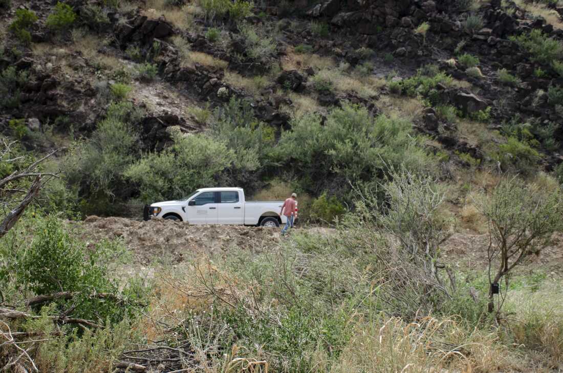 Matt Hewitt, a researcher with Borderlands Research Institute, heads for his truck after securing a snare, which he hopes will snag tufts of bear hair.