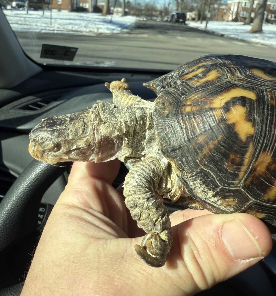 Rockalina the eastern box turtle is seen in February, when she was first rescued by Garden State Tortoise.