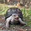 Rockalina the eastern box turtle enjoys the outdoors for the first time in nearly 50 years.