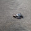 An olive ridley sea turtle hatchling lurches along the sand to the sea in Velas, India.