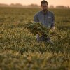 Brady Holst, who raises soybeans, corn and wheat near Augusta, Illinois, stands among a field of crops.