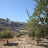 The historically Christian village of Al Ghassaniyeh, seen from olive groves at its foothills.