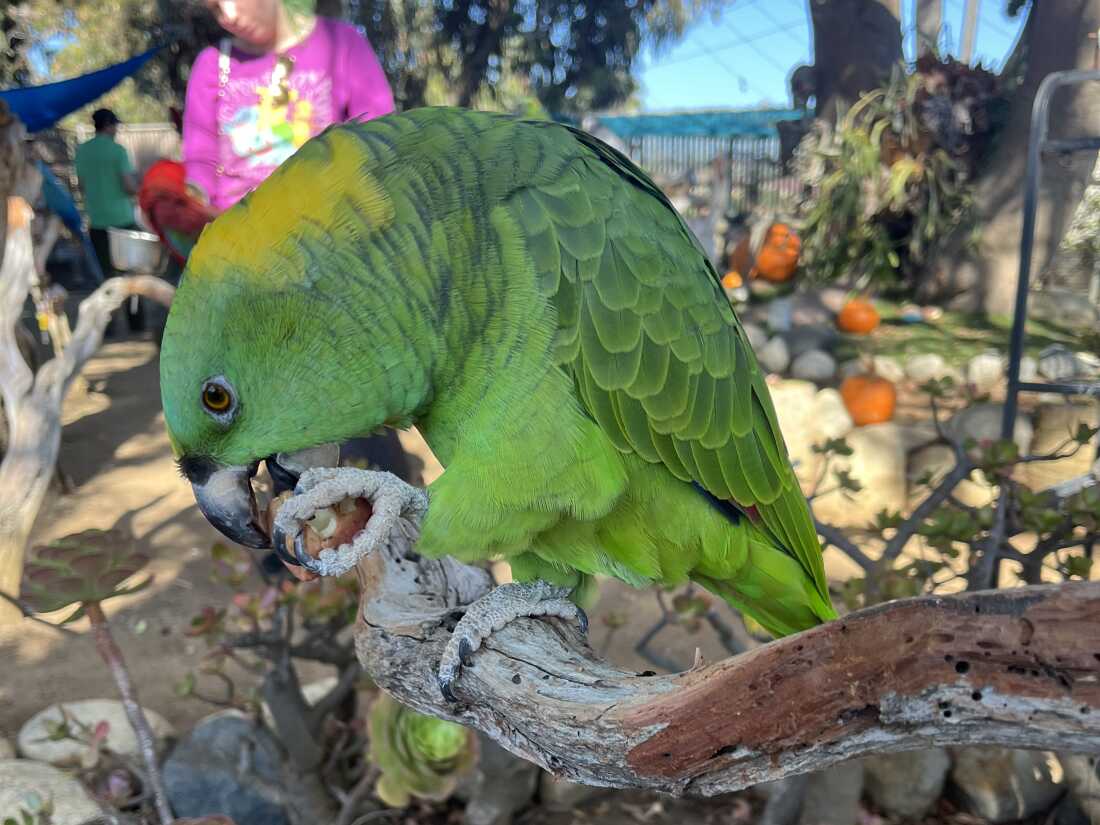 The Free Flight Exotic Bird Sanctuary in Del Mar, Calif., is a rescue for exotic birds.