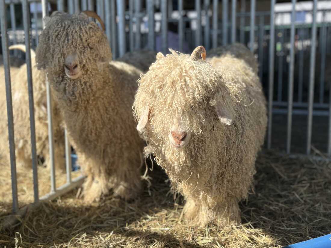 The New York State Sheep and Wool Festival is a perfect fall weekend in leafy, beautiful Rhinebeck, N.Y.