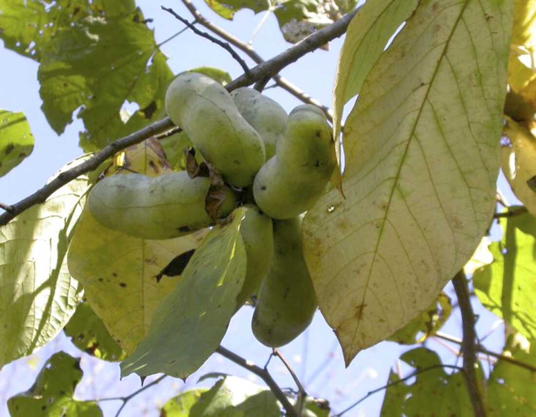 A pawpaw tree is shown in Missouri in 2018. The Pawpaw Festival in York, Penn., celebrates North America's only native tropical fruit.
