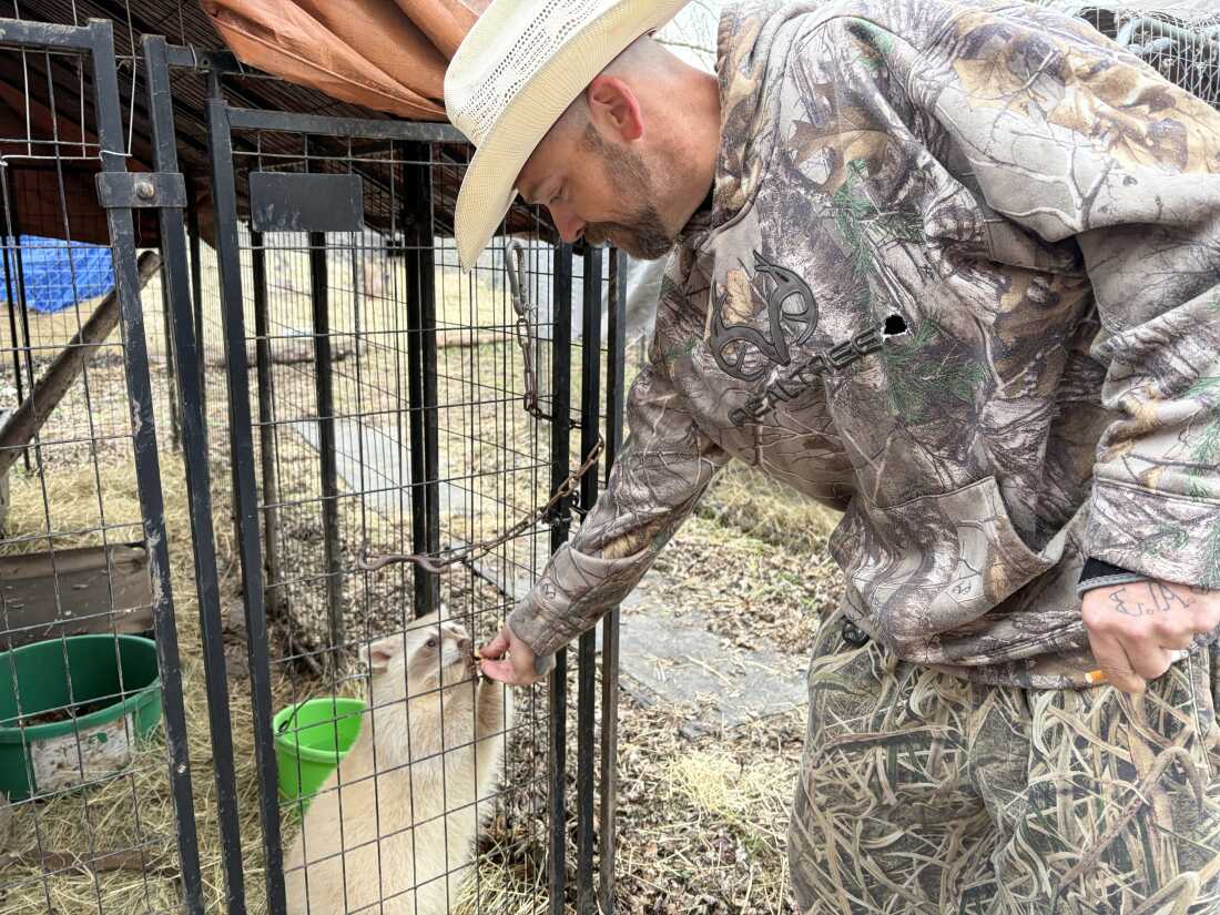 Robert Sory feeds a blind racoon a treat before the evening meal.