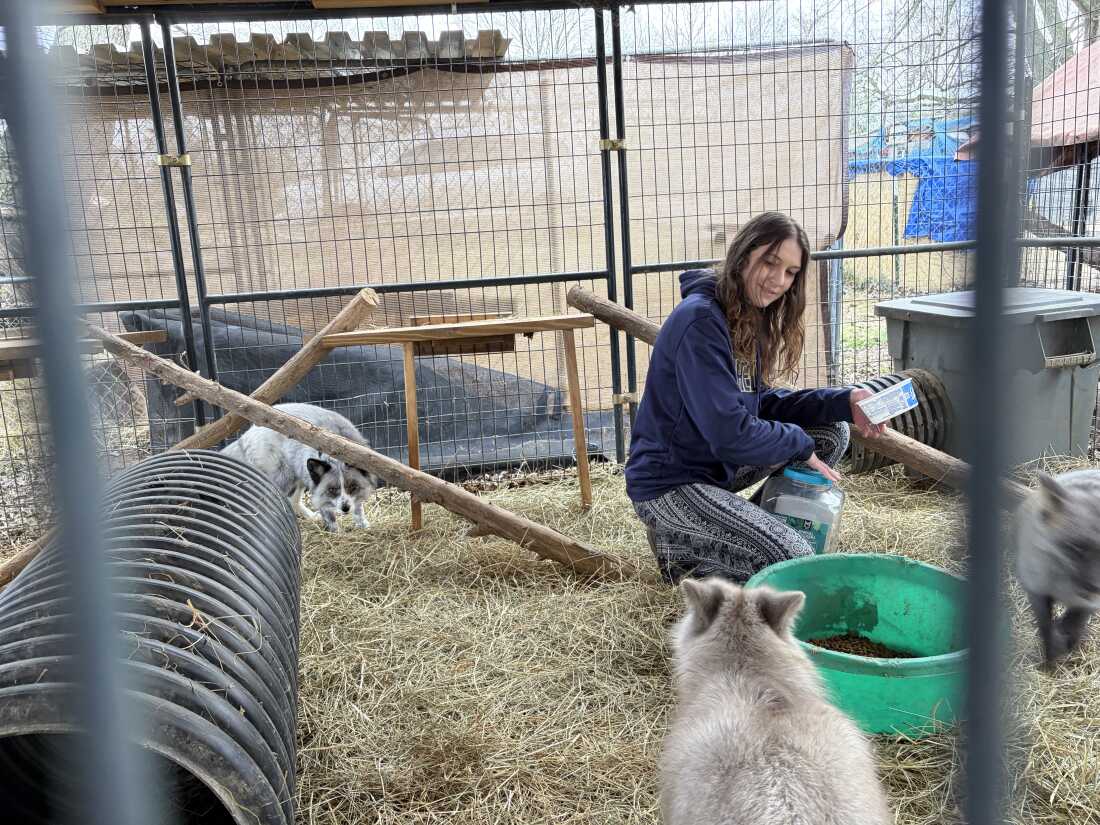 Emily Sory feeding grey foxes at their home in Thompson's Station, Tenn.