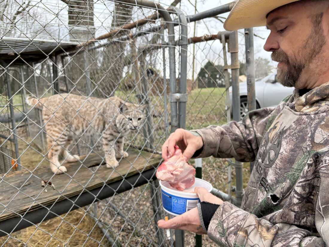 Robert Sory preparing to feed meat to a bobcat.