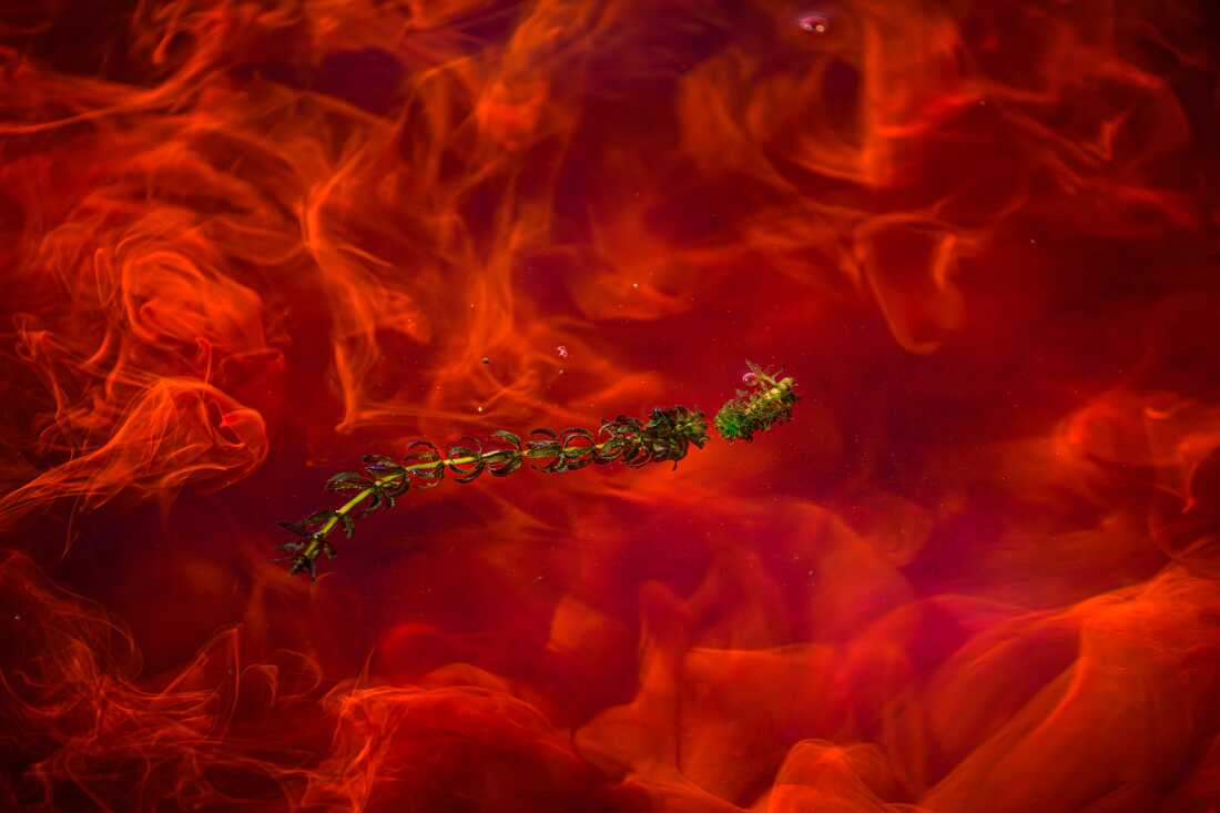 A piece of hydrilla (Hydrilla verticillata) floats in the Connecticut River on September 09, 2025 in Portland, Conn.. The river water was dyed by scientists from the U.S. Army Corps of Engineers studying flow patterns to obtain information about how best to add herbicides to the water and kill the highly invasive plant.