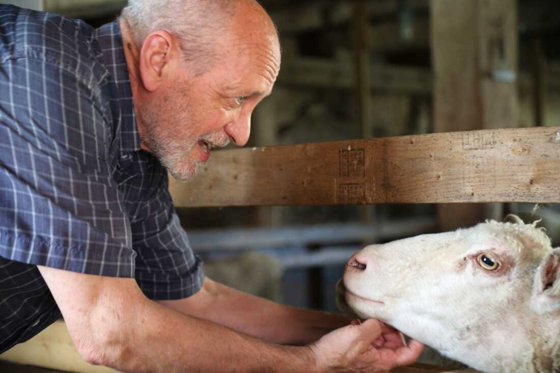 Brother Arnold Hadd, one of three remaining members of The Shakers, a Christian sect known for communal living, pets a sheep on August 5, 2025 at Sabbathday Lake Shaker Village in New Gloucester, Me.