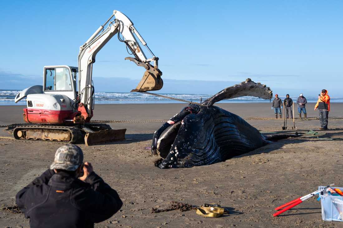 A team of workers flip over a beached whale at San Marine State Park near Yachats, Ore. on Tuesday, Nov. 18, 2025. Scientists, veterinary students and members of the Confederated Tribes of Siletz Indians worked together to disassemble the whale, which was euthanized the day prior.