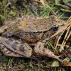 The California red-legged frog, the largest native frog west of the Rocky Mountains, is listed as threatened under the Endangered Species Act.