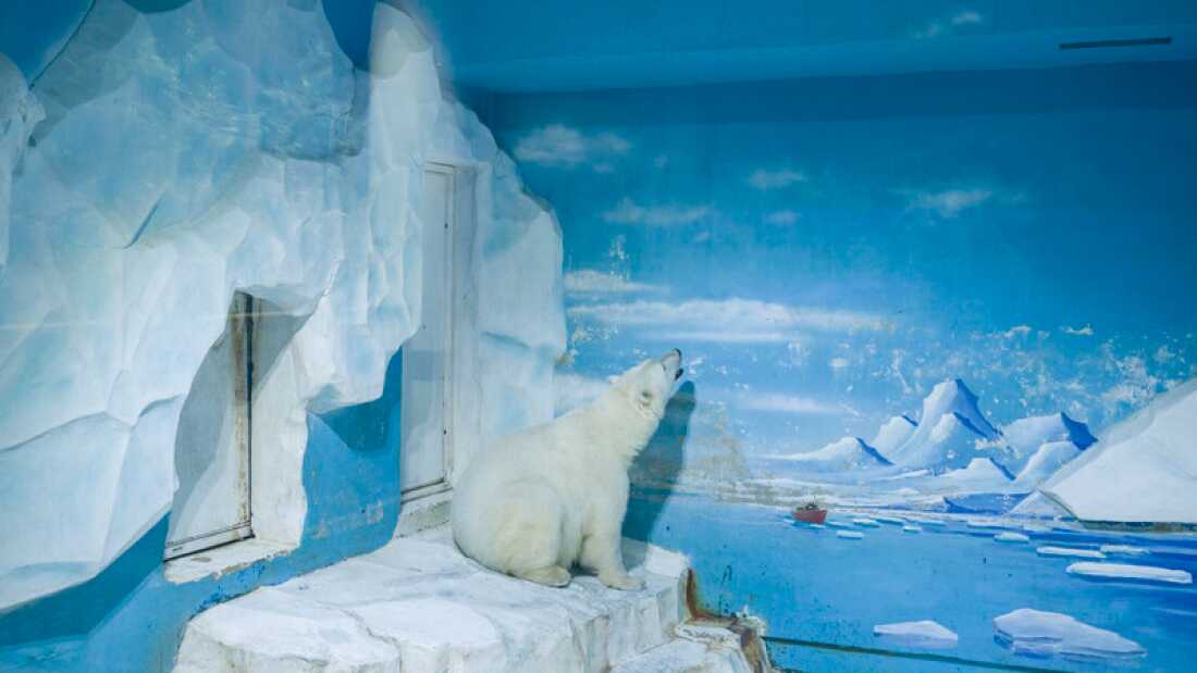 Polar bear. Dalian Forest Zoo. China. Polar bears are the largest land carnivore in the world, weighing up to 800kg and growing up to 3 metres in length. The typical zoo enclosure for a polar bear is one-millionth the size of its range in the wild, which can reach 31,000 square miles (80,290 km²). Polar bears live in Arctic regions in Canada, Alaska, Russia, Greenland and Norway, in temperatures as low as -46°C (-50.8°F) Dalian Forest Zoo contains over 3,000 animals. Attractions include Safari Area, Rain Forest Reptile Pavilion, Flamingo Pavilion, Little Animal Village, Wild Animal Range, Swan Lake, Fierce Beast Area, Happy Primate Garden and Elephant Pavilion.