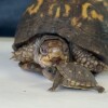 Rockalina, the eastern box turtle, looks on as a baby of her kind scuttles past.