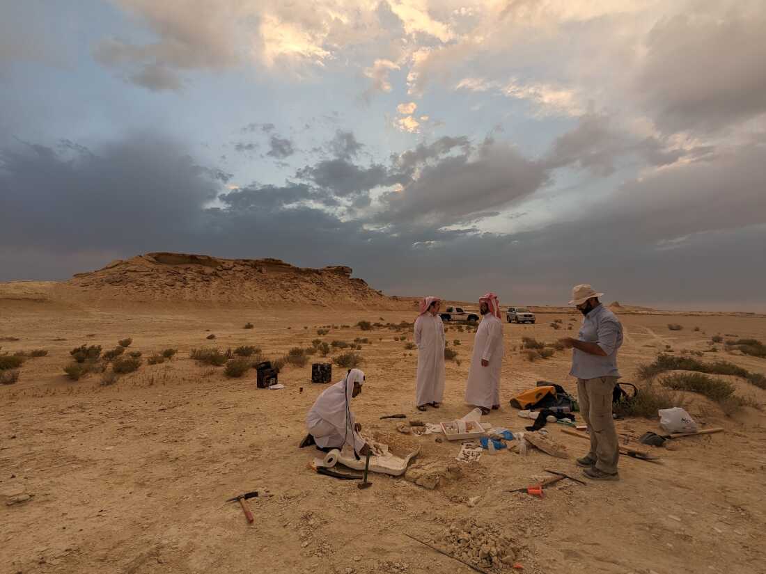Qatar Museums staff and colleagues visit the excavation site of Salwasiren qatarensis, a 21-million-year-old sea cow species.