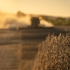 A combine harvests soybeans on October 14 in Marion, Kentucky.