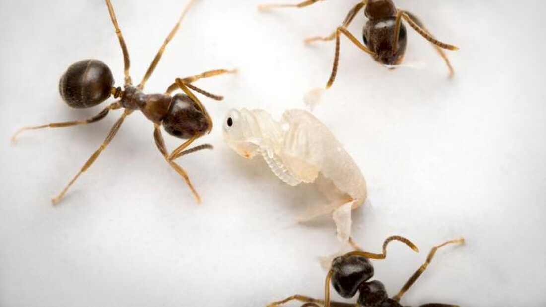 When an ant pupa has a deadly, incurable infection, it sends out a signal that tells worker ants to unpack it from its cocoon and disinfect it, a process that results in its death.