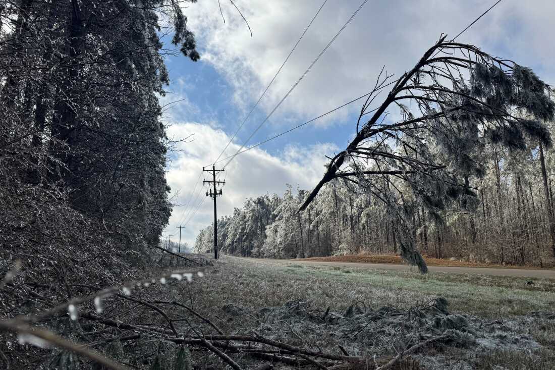 A tree limb dangles from a power line near Lexington, Miss., on Tuesday.