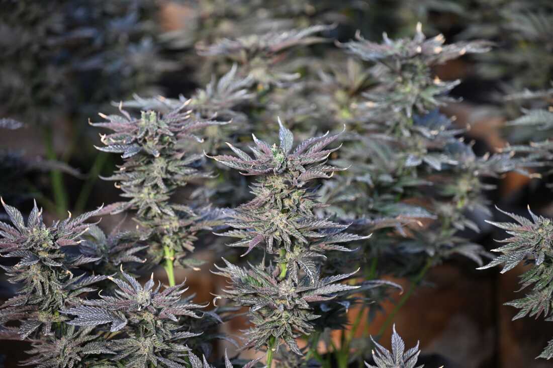 Marijuana plants are seen growing at an illegal cannabis farm in Newberry Springs, California, in 2024.