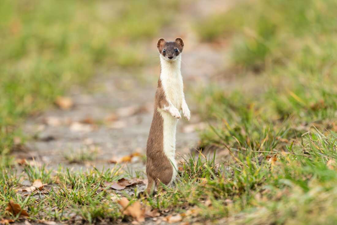 A stoat in a field. 