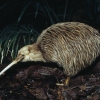 Little Spotted Kiwi or Little Gray Kiwi (Apteryx owenii), Apterygidae, Fiordland, South Island, New Zealand.
