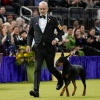Penny, a doberman pinscher, competes in the Best in Show judging of the 150th Westminster Kennel Club Dog Show, Tuesday, Feb. 3, 2026, in New York.