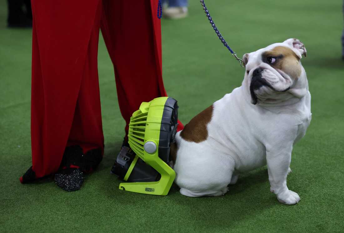 A bulldog waits in the judging area while sitting on a small green fan looking at his handler who is wearing red pants and sparkly shoes.