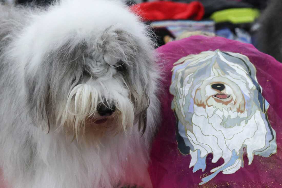 An Old English Sheepdog sits next to a portrait of an Old English Sheepdog on pink fabric in the benching area.