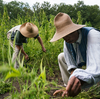 After Centuries, Hemp Makes A Comeback At George Washington's Home